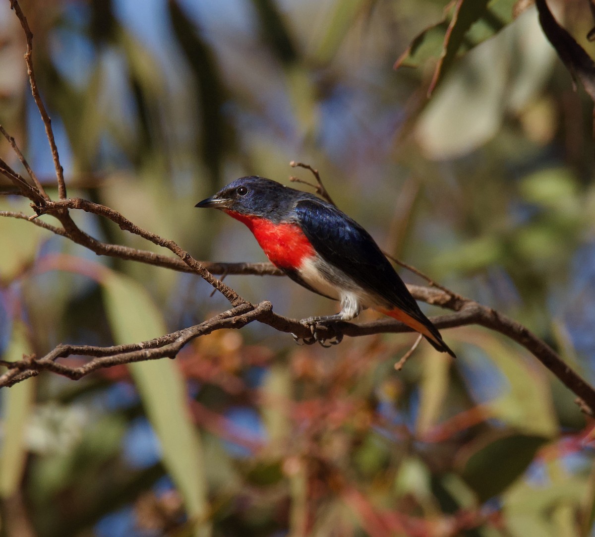 Mistletoebird - Richard Croll