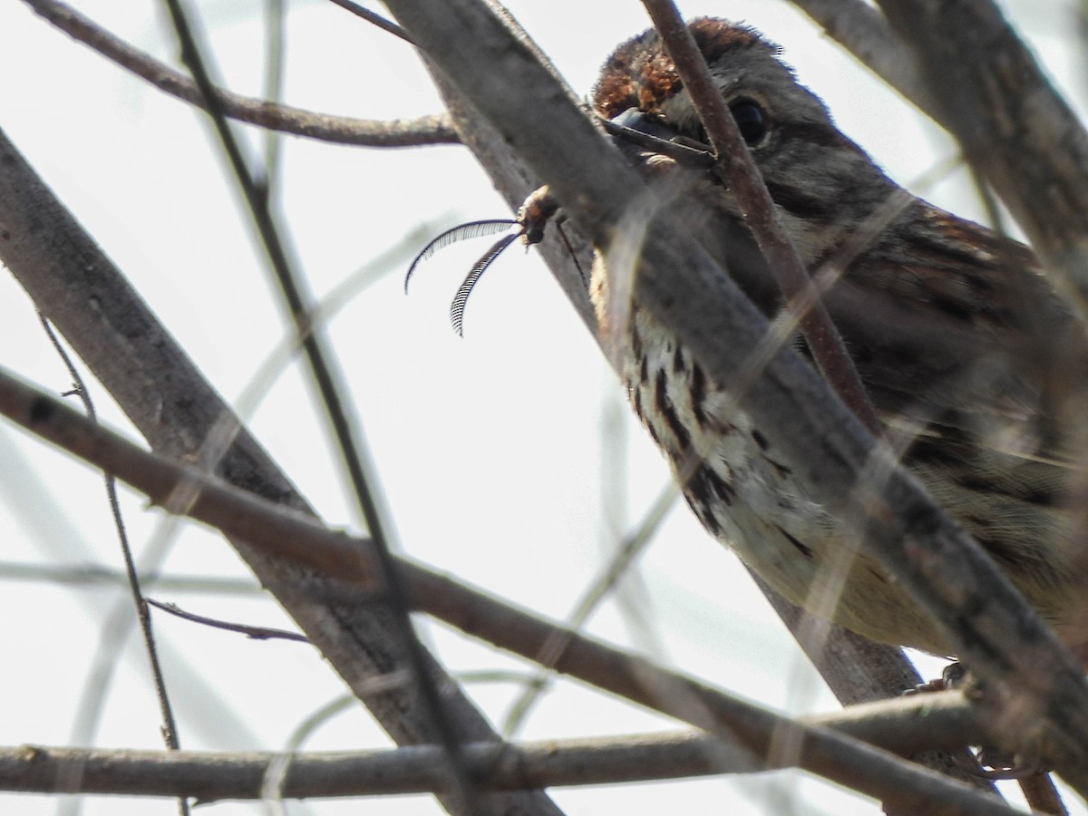 Song Sparrow - Susan Brauning