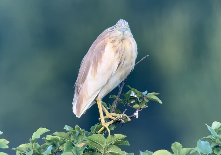 Squacco Heron - Patrick Finch