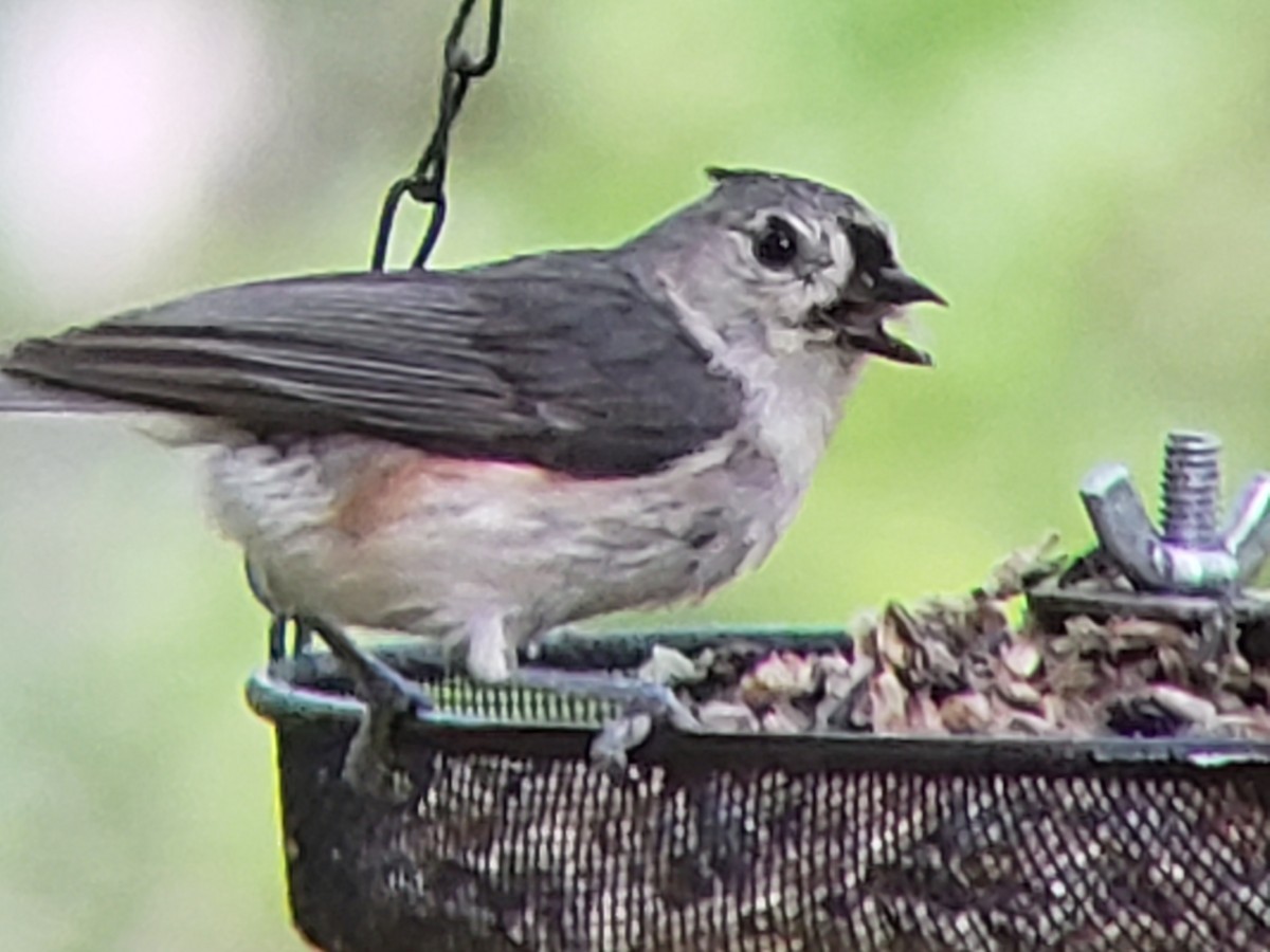 Tufted Titmouse - Michelle Spacek