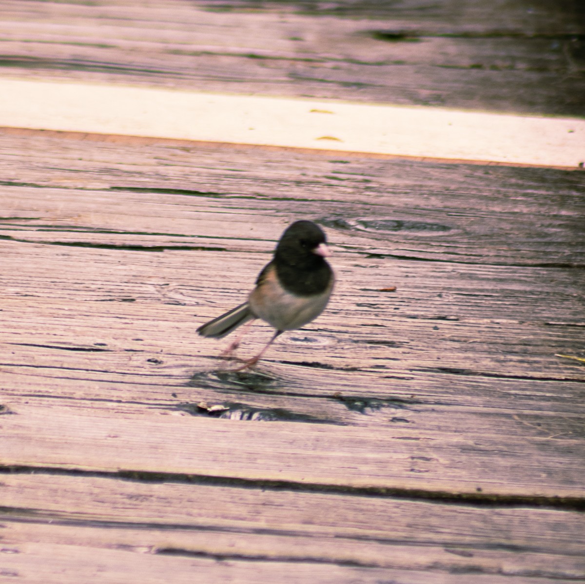 Dark-eyed Junco - Greg kerluke