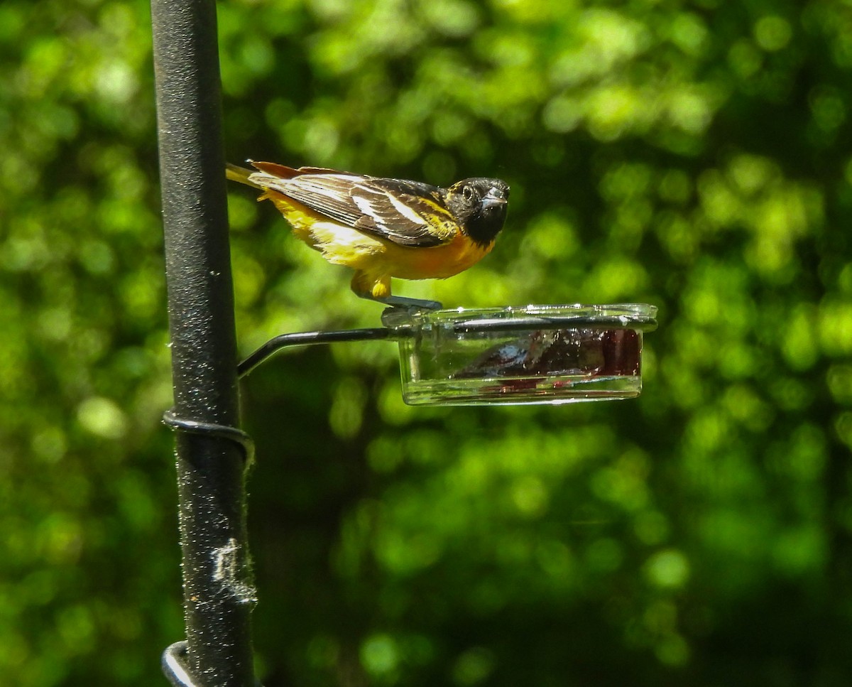 Baltimore Oriole - Susan Brauning