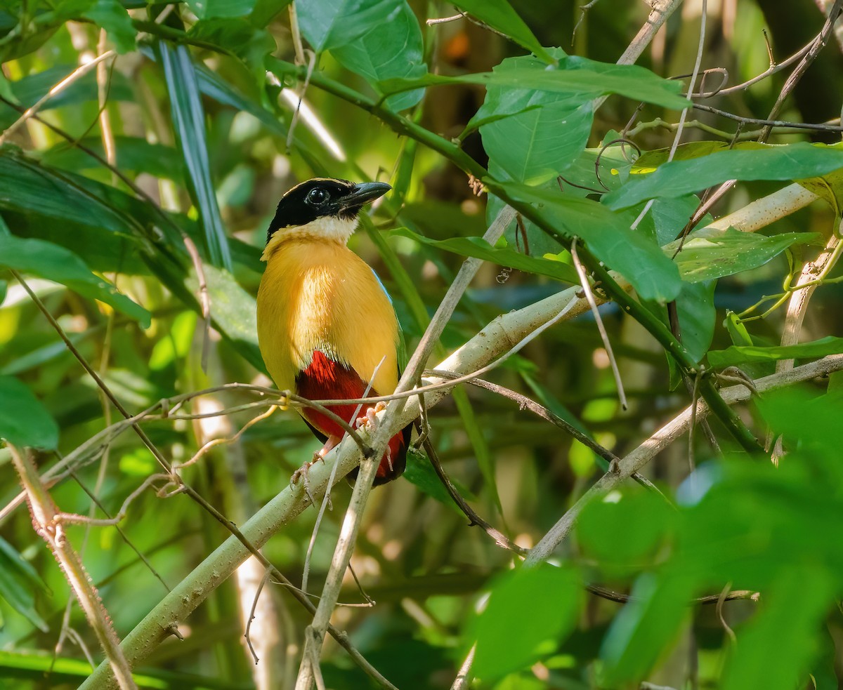 Elegant Pitta - Wilbur Goh