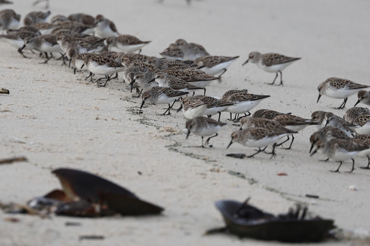 Semipalmated Sandpiper - Darcy Pinotti