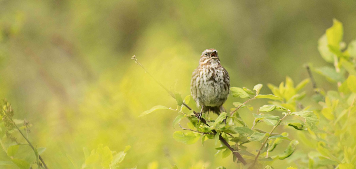 Song Sparrow - Greg kerluke