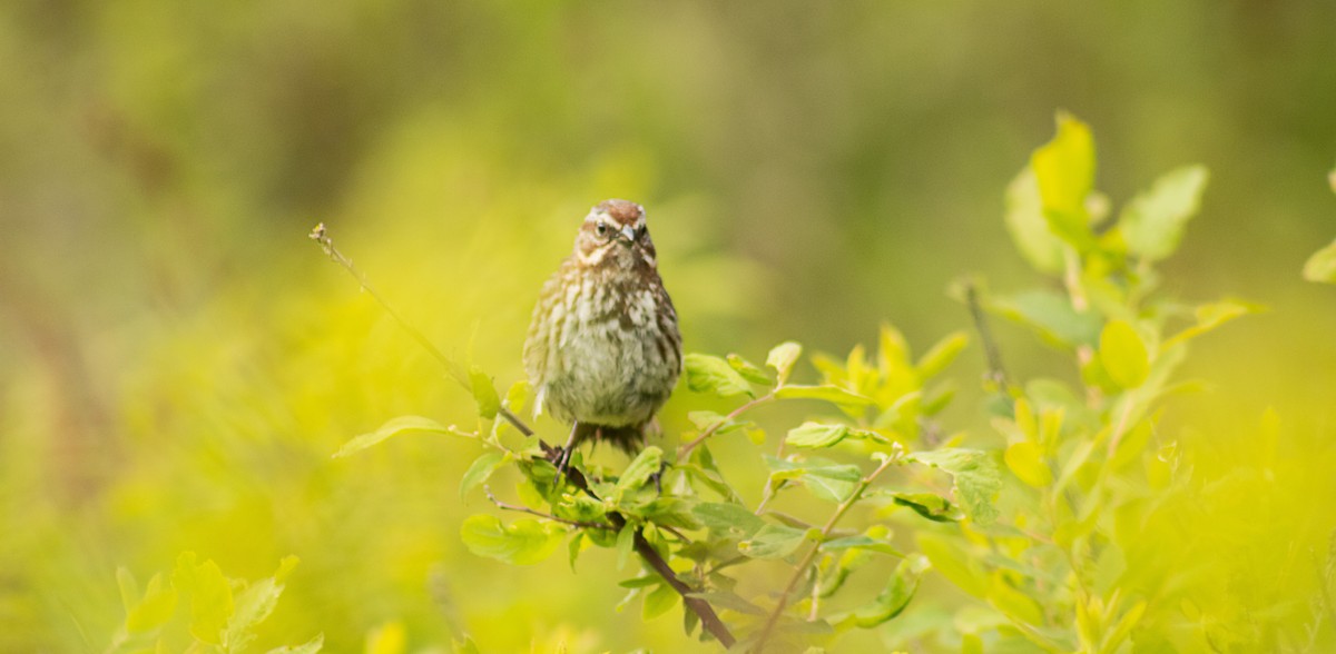 Song Sparrow - Greg kerluke