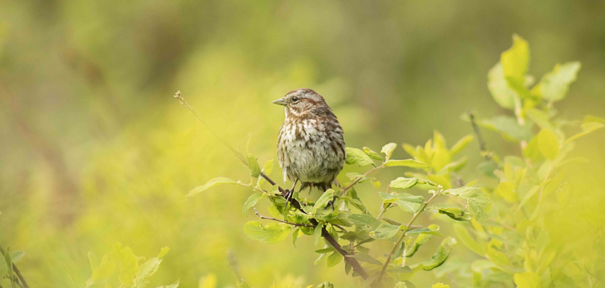 Song Sparrow - Greg kerluke