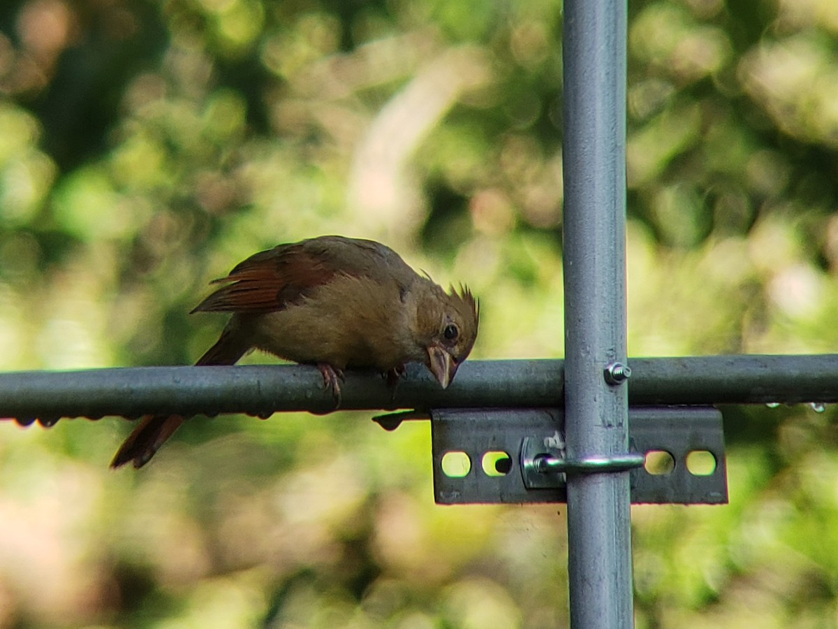 Northern Cardinal - Michelle Spacek