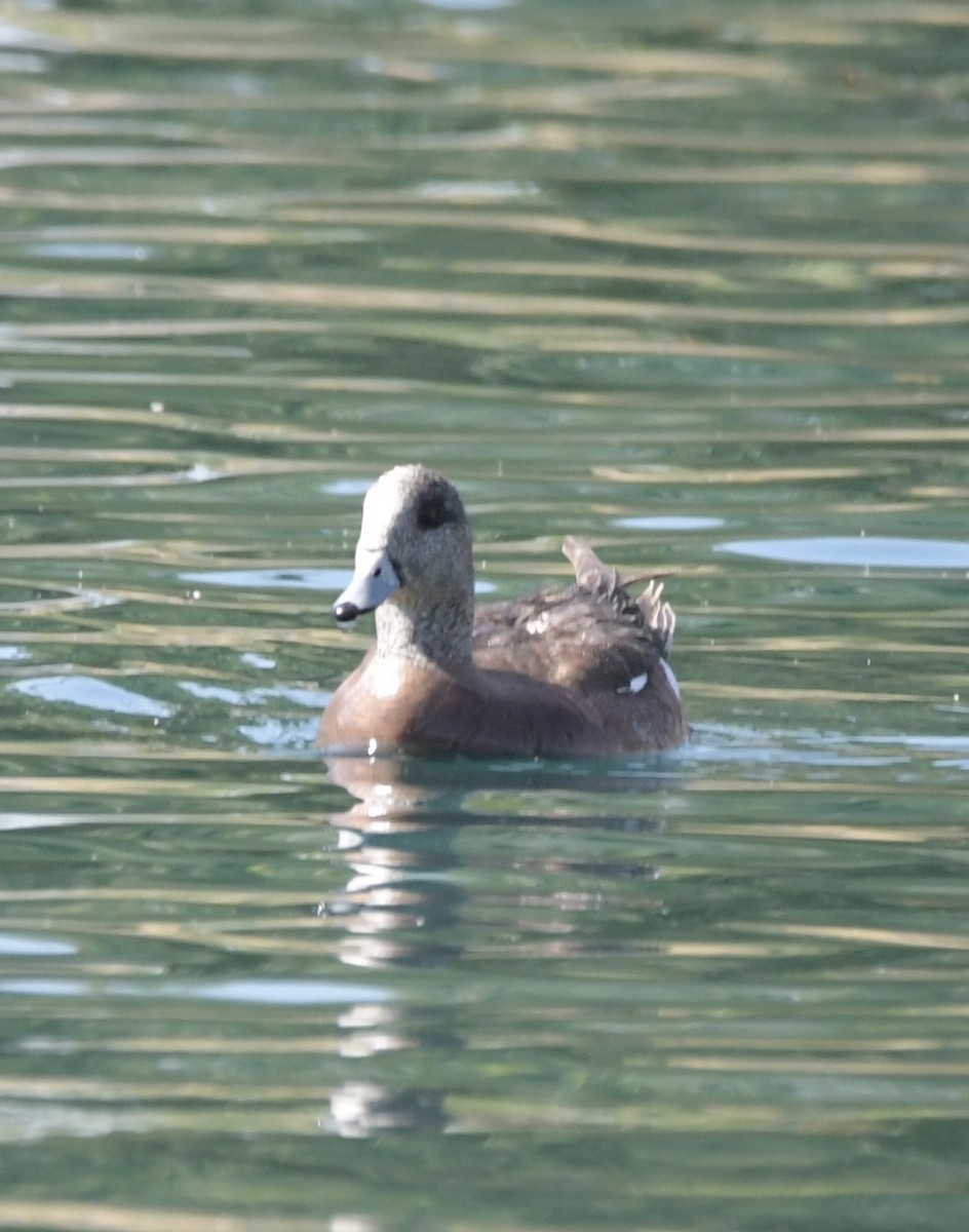 American Wigeon - ML619609112