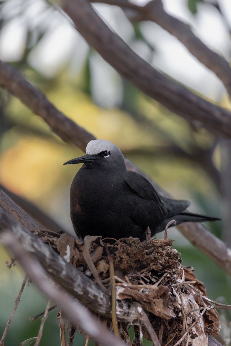 Black Noddy - ML619609114