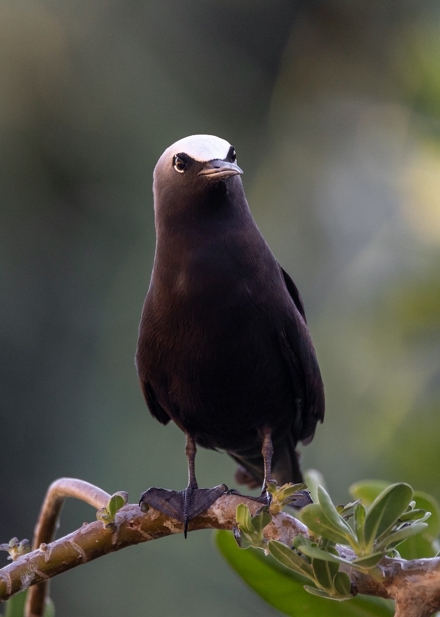 Black Noddy - Jamie Smith-Morvell