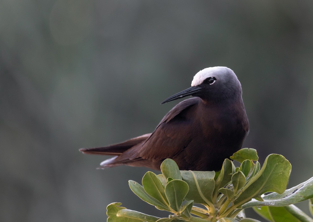 Black Noddy - Jamie Smith-Morvell