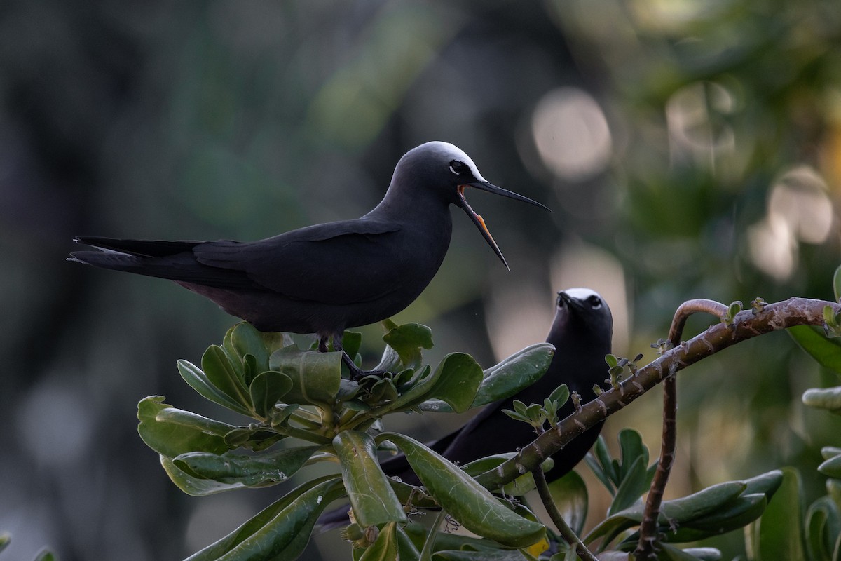 Black Noddy - ML619609117