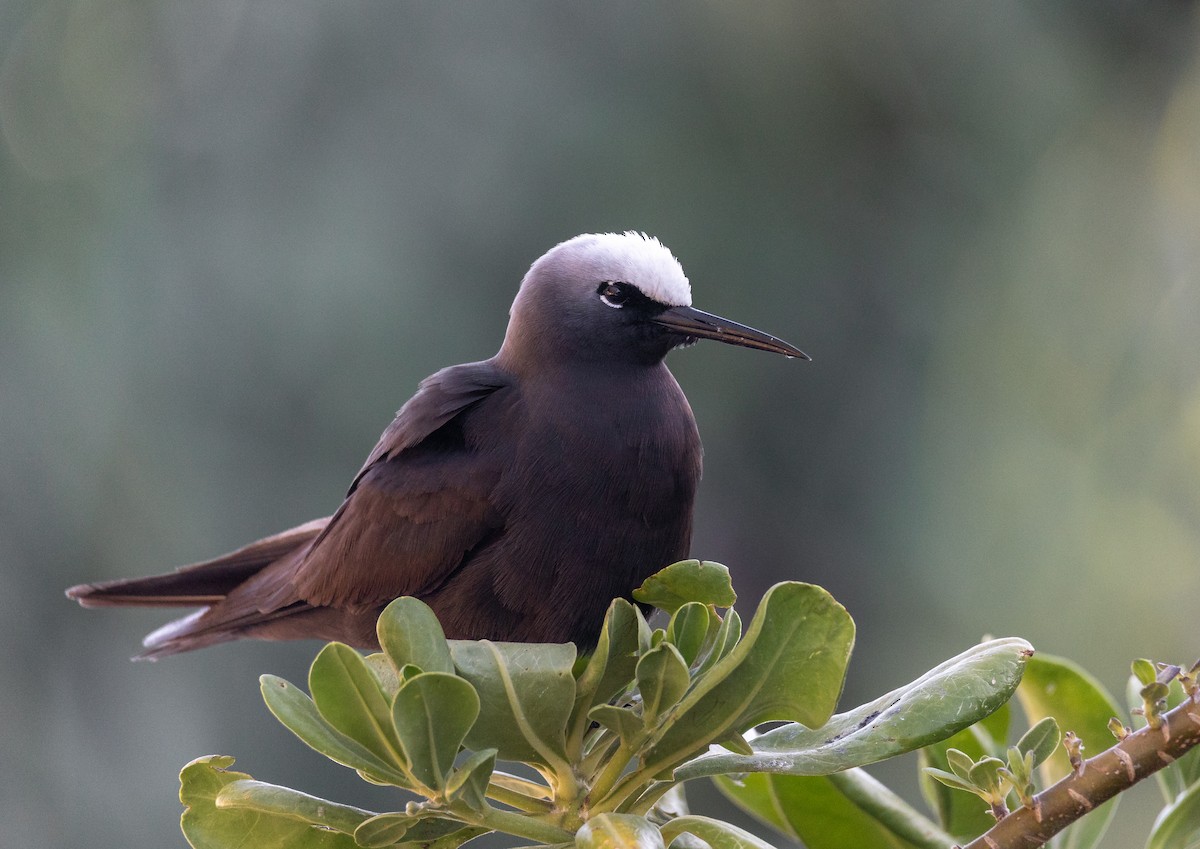 Black Noddy - Jamie Smith-Morvell