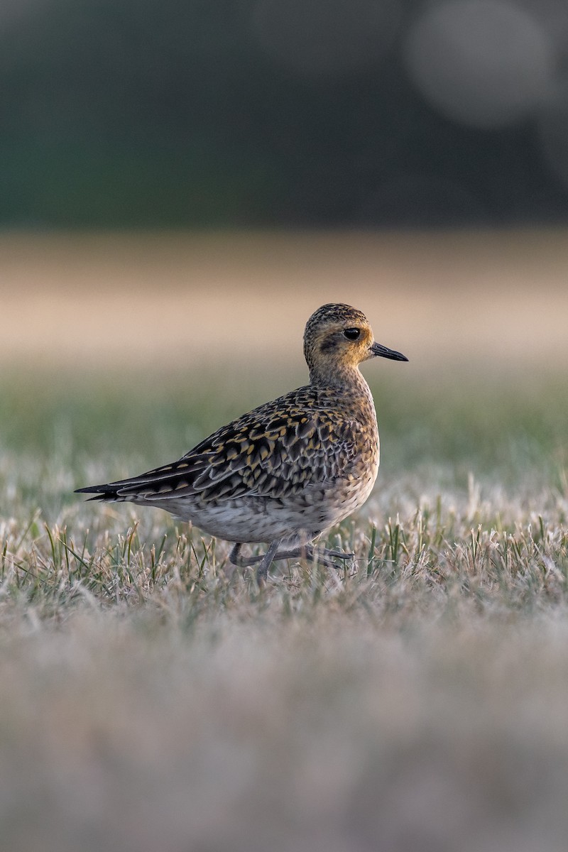 Pacific Golden-Plover - ML619609128