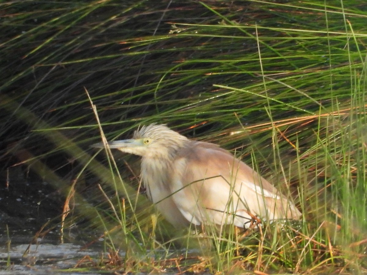 Squacco Heron - ML619609135