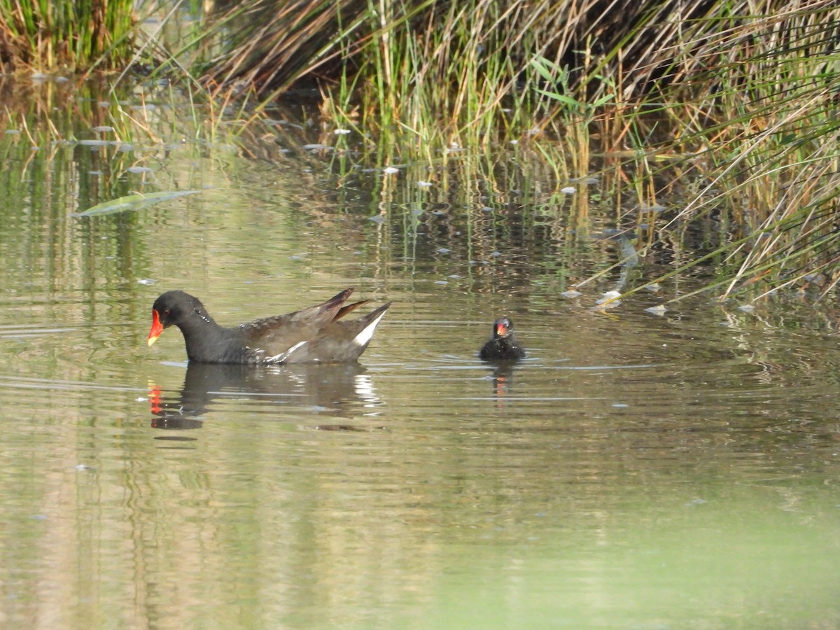 Eurasian Moorhen - Pablo García