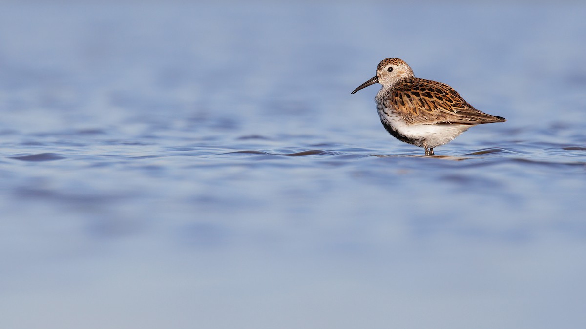 Dunlin - Josh Jones