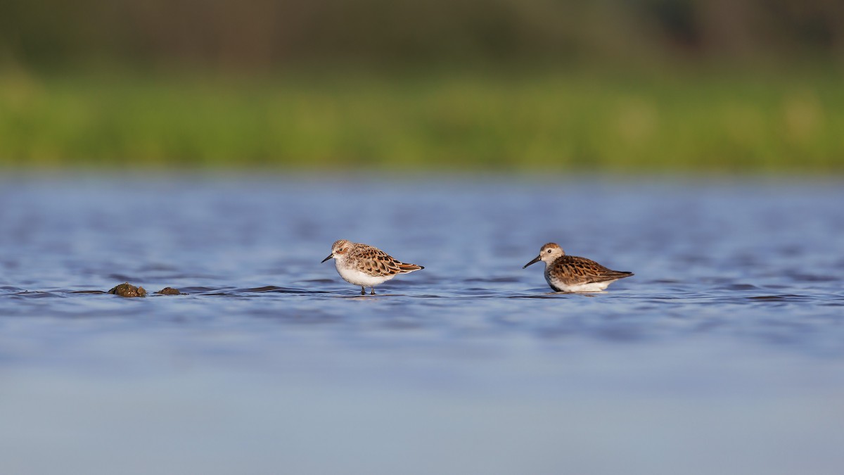 Little Stint - Josh Jones