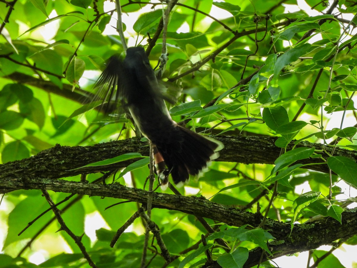 Eastern Kingbird - Susan Brauning