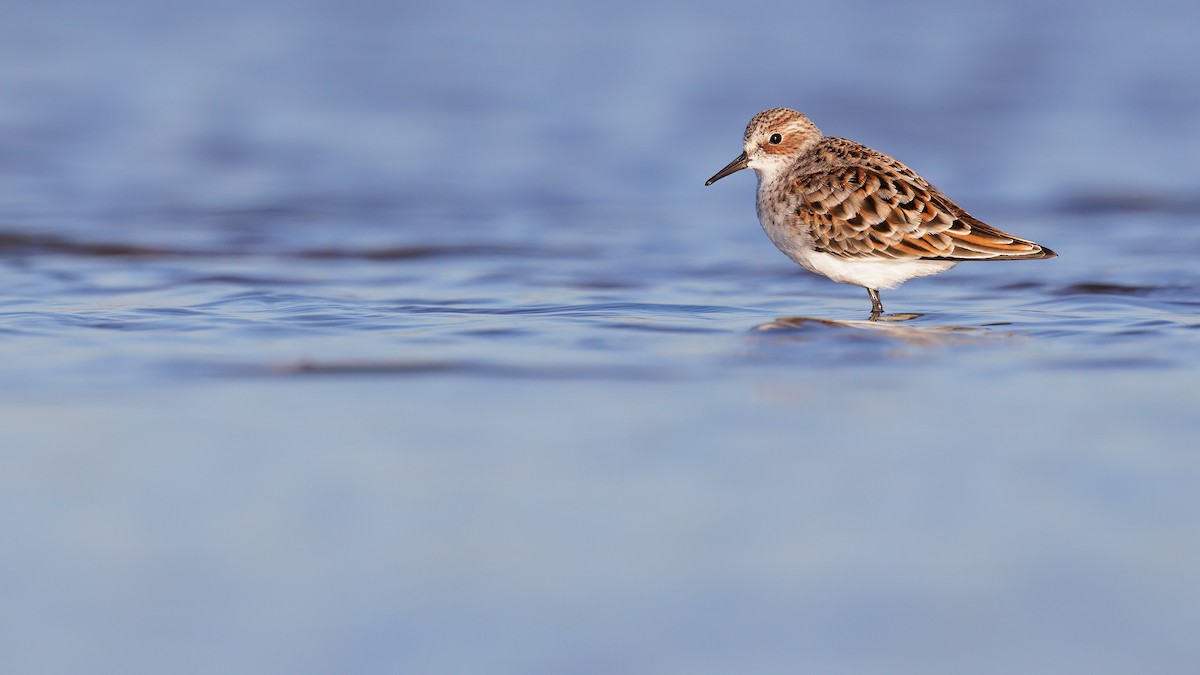 Little Stint - Josh Jones