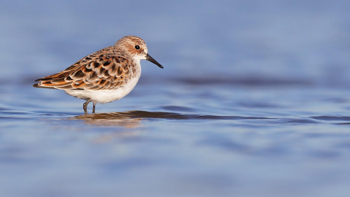 Little Stint - Josh Jones