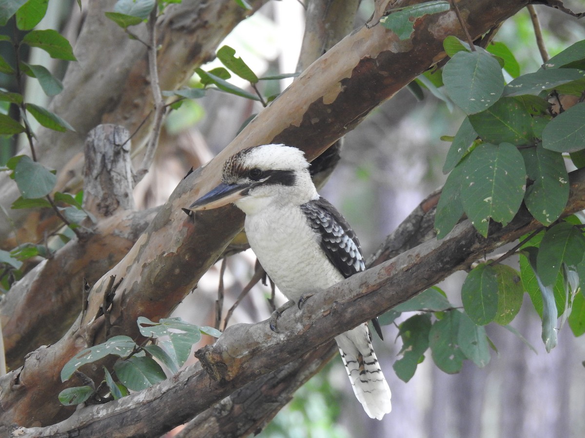 Laughing Kookaburra - Monica Mesch