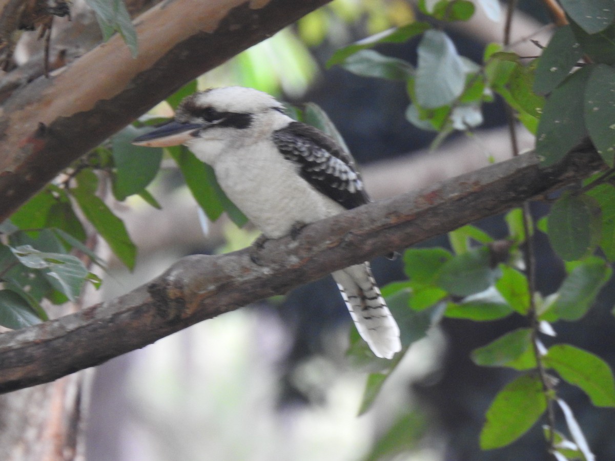 Laughing Kookaburra - Monica Mesch