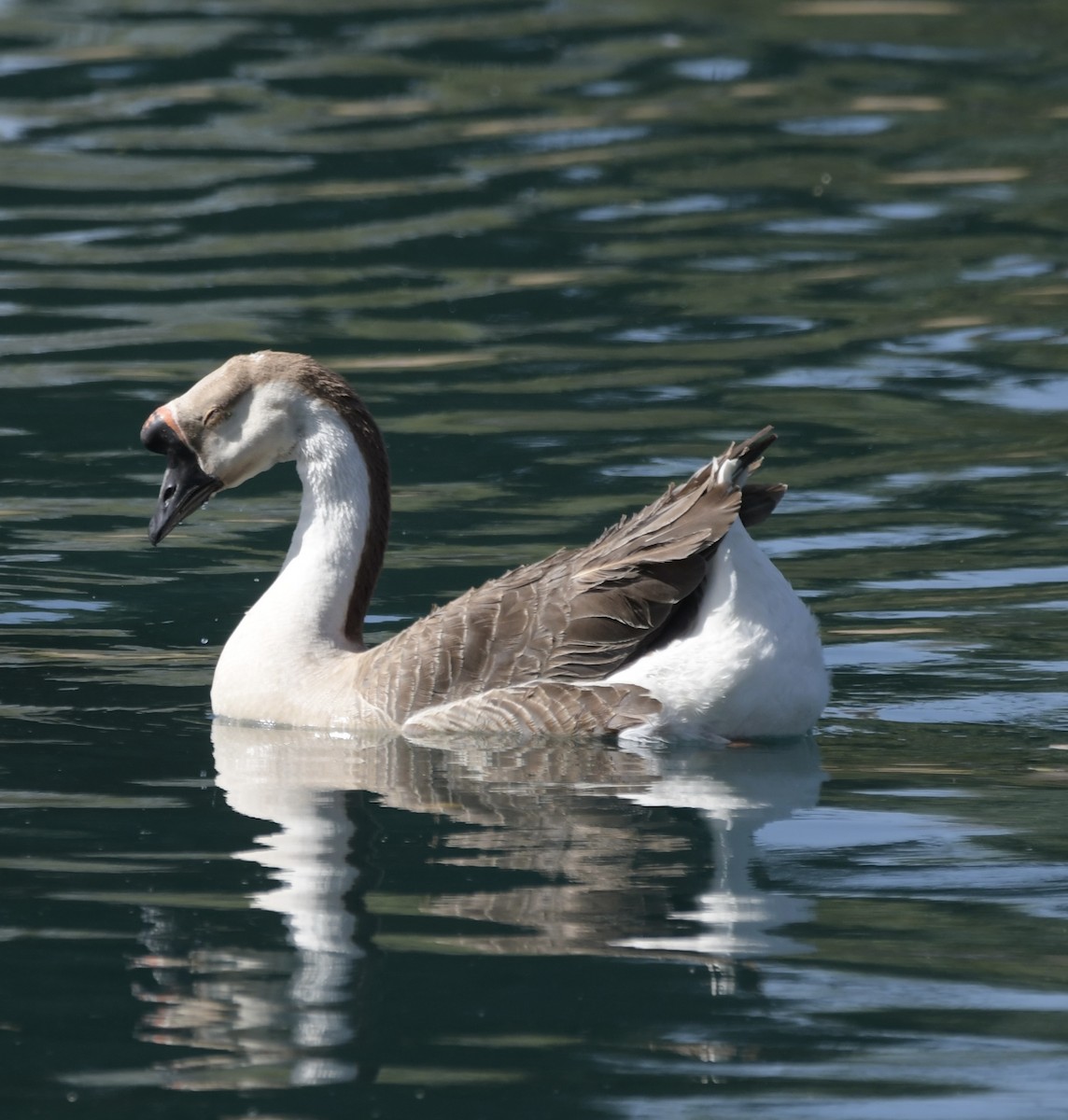 Swan Goose (Domestic type) - Bob Fields