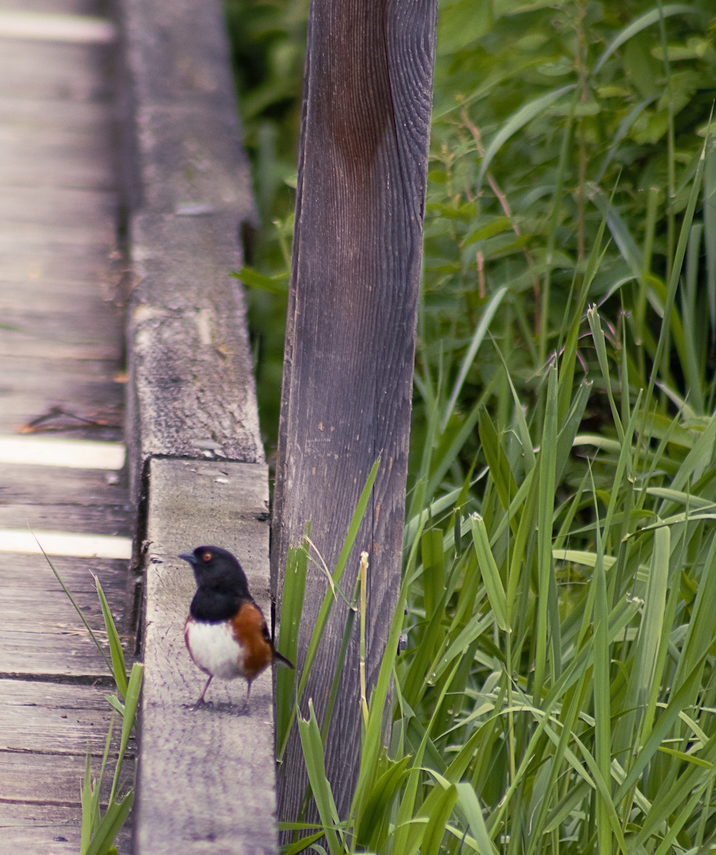 Spotted Towhee - Greg kerluke