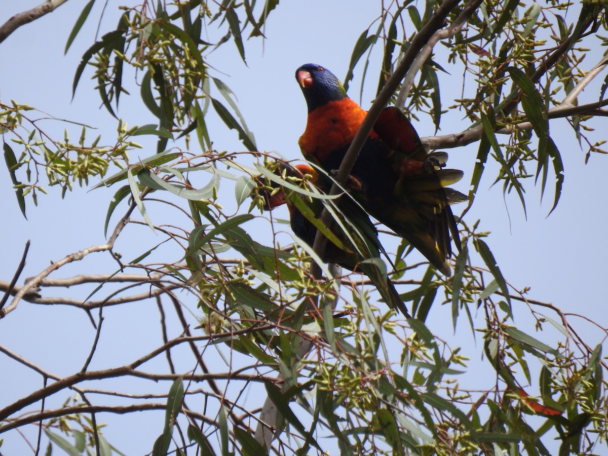 Rainbow Lorikeet - Monica Mesch