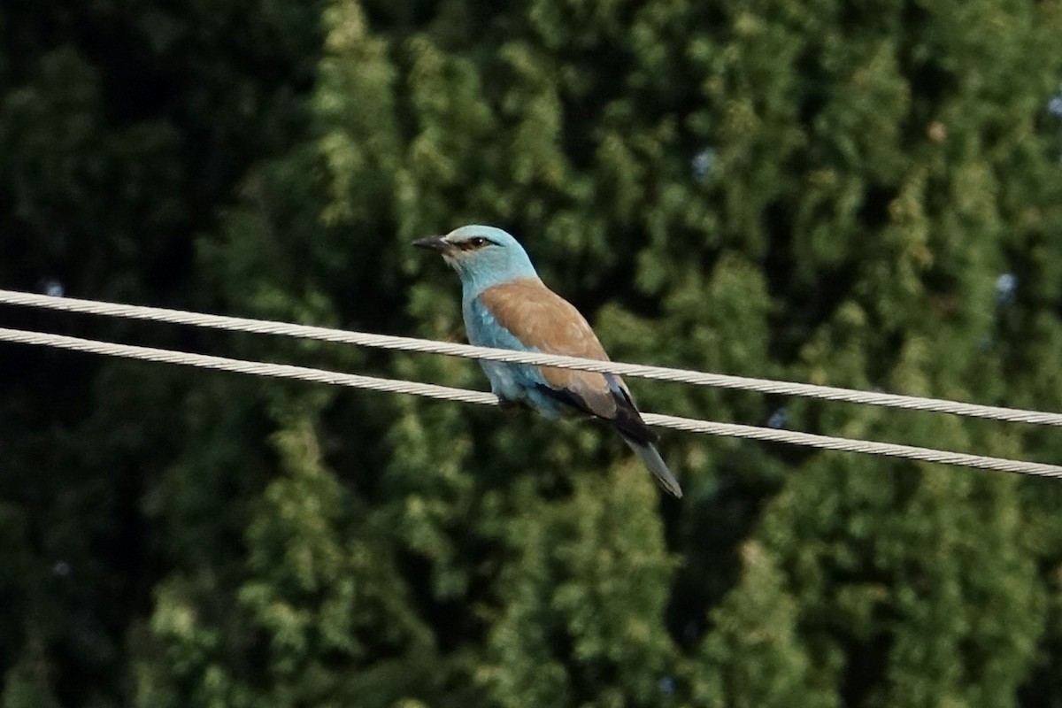 European Roller - Fred Matthews