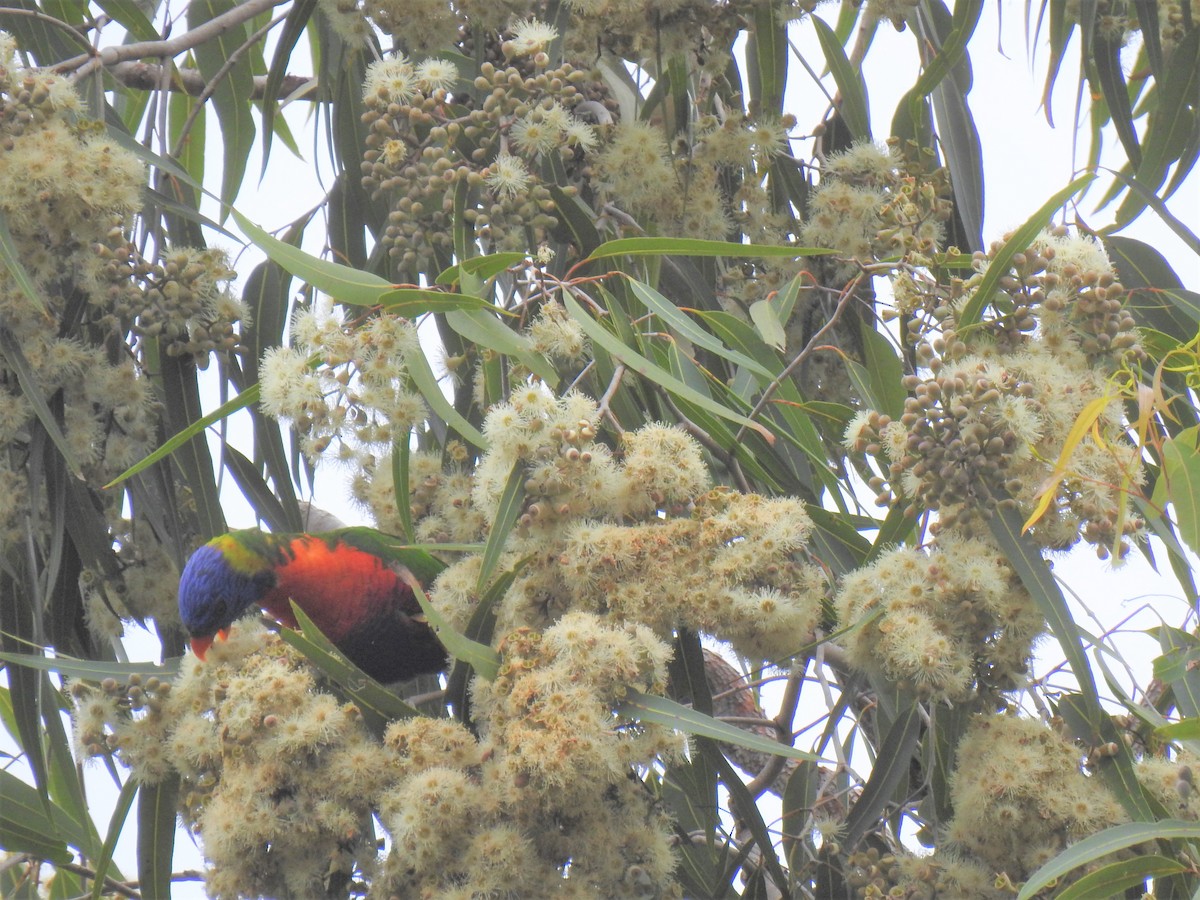 Rainbow Lorikeet - Monica Mesch