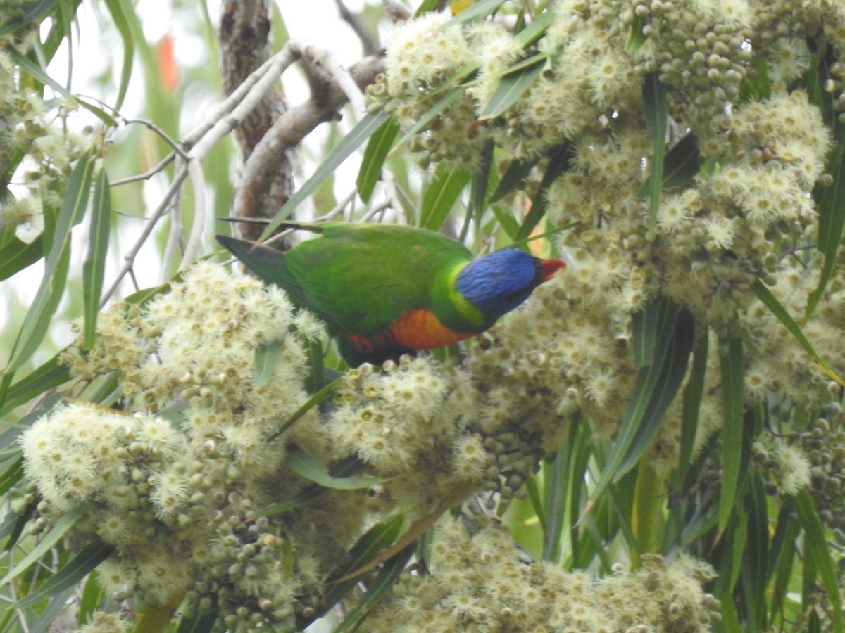 Rainbow Lorikeet - Monica Mesch