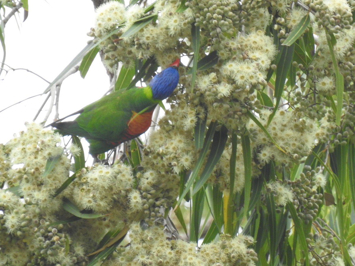 Rainbow Lorikeet - Monica Mesch