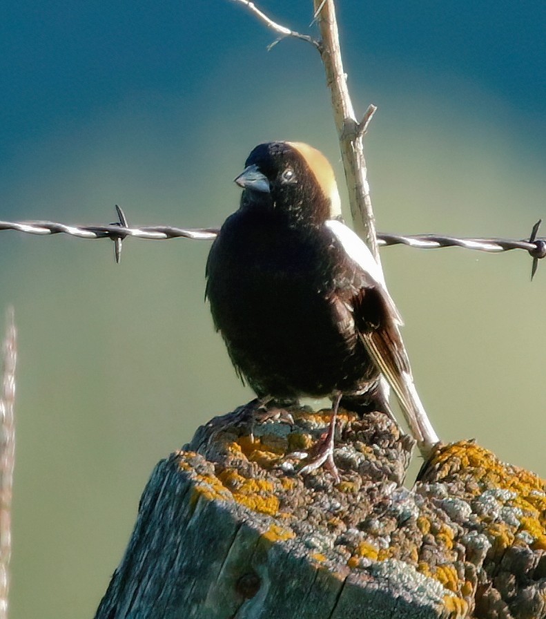 Bobolink - Mark  Ludwick