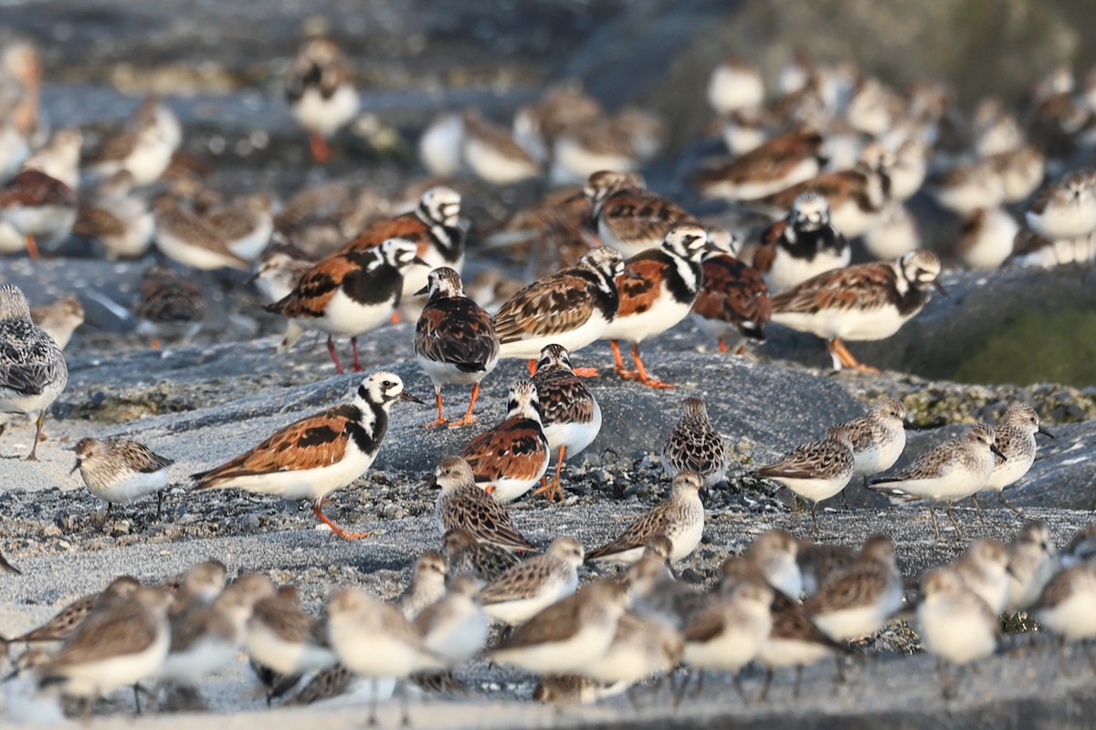 Ruddy Turnstone - Darcy Pinotti