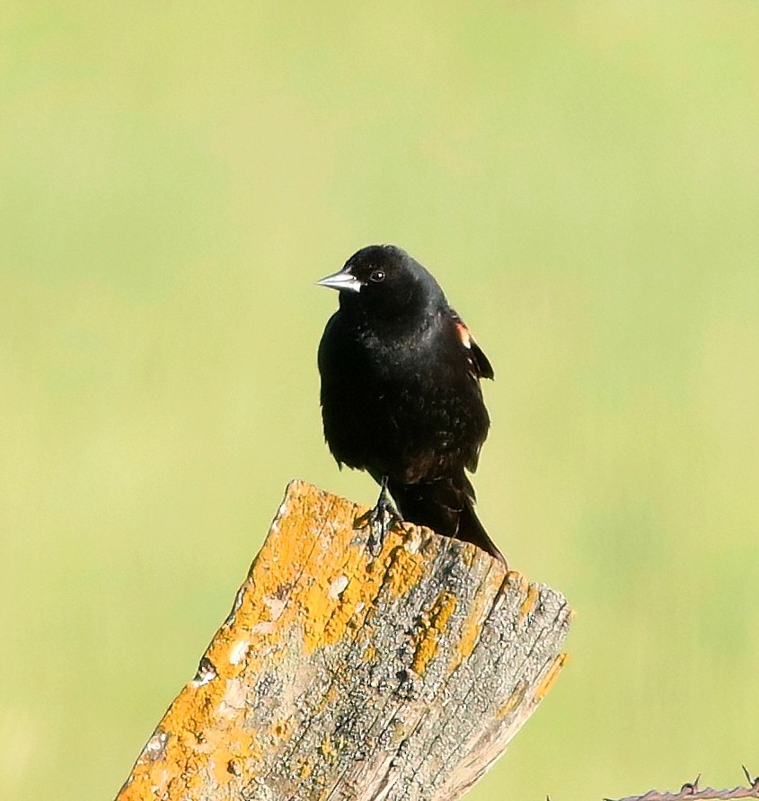 Red-winged Blackbird - Mark  Ludwick