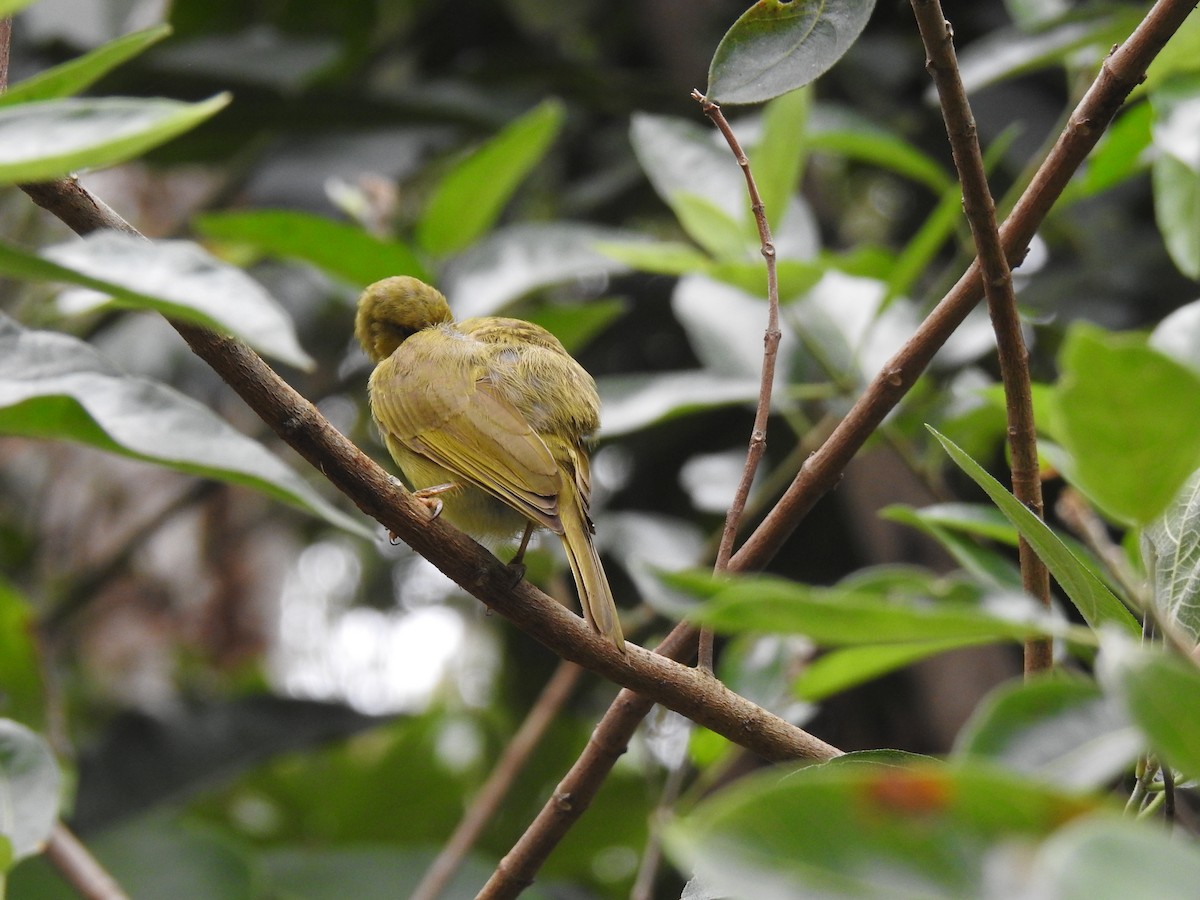 Yellow Honeyeater - Monica Mesch