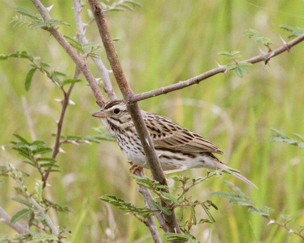 Vesper Sparrow - Dave Bengston