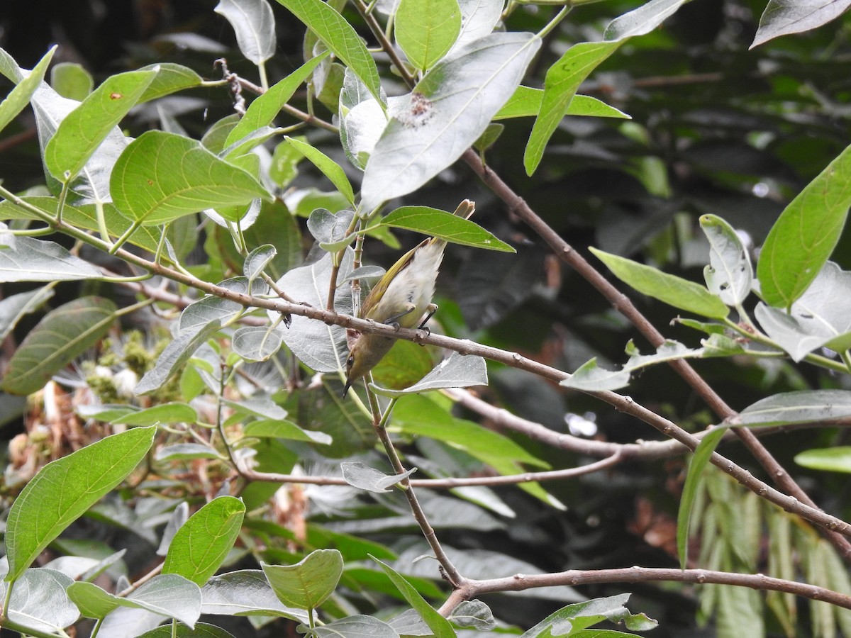 Brown Honeyeater - Monica Mesch