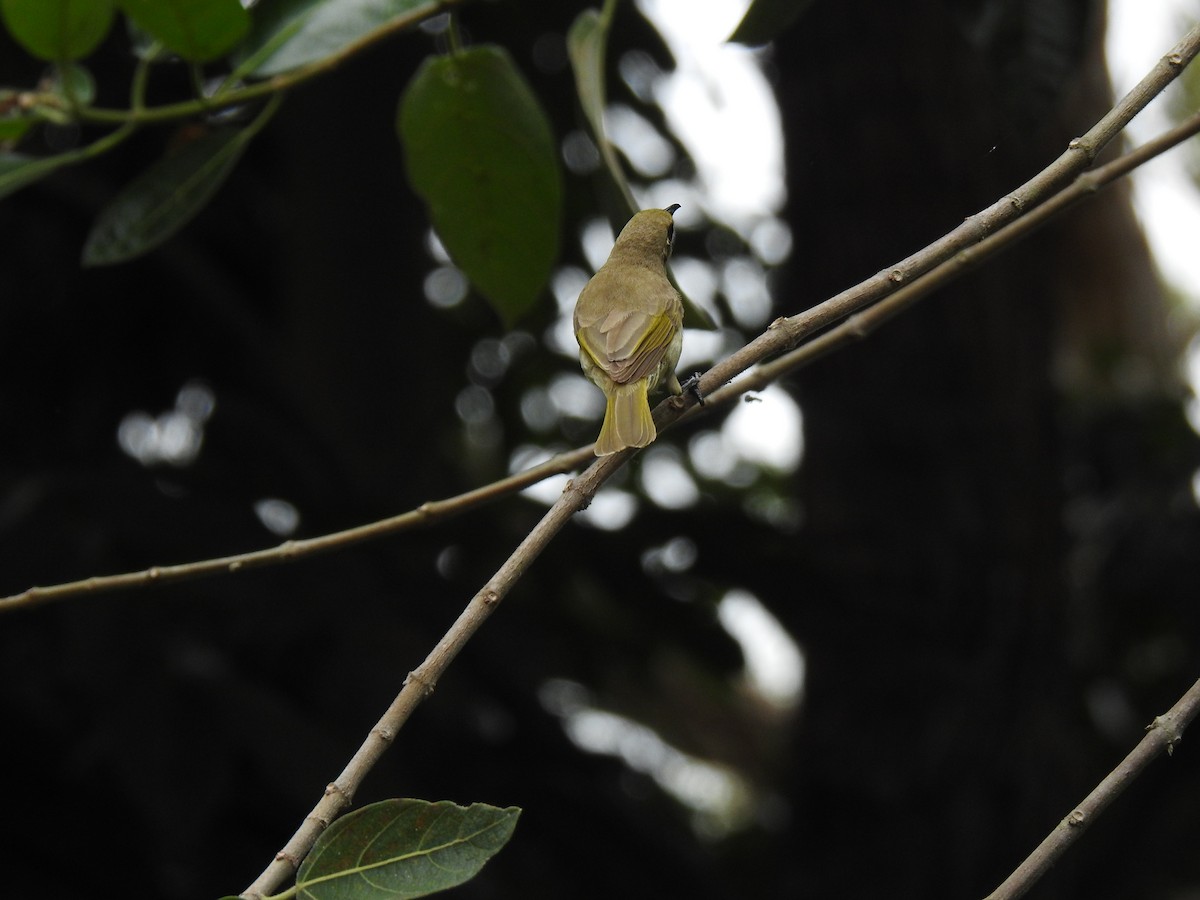 Brown Honeyeater - Monica Mesch