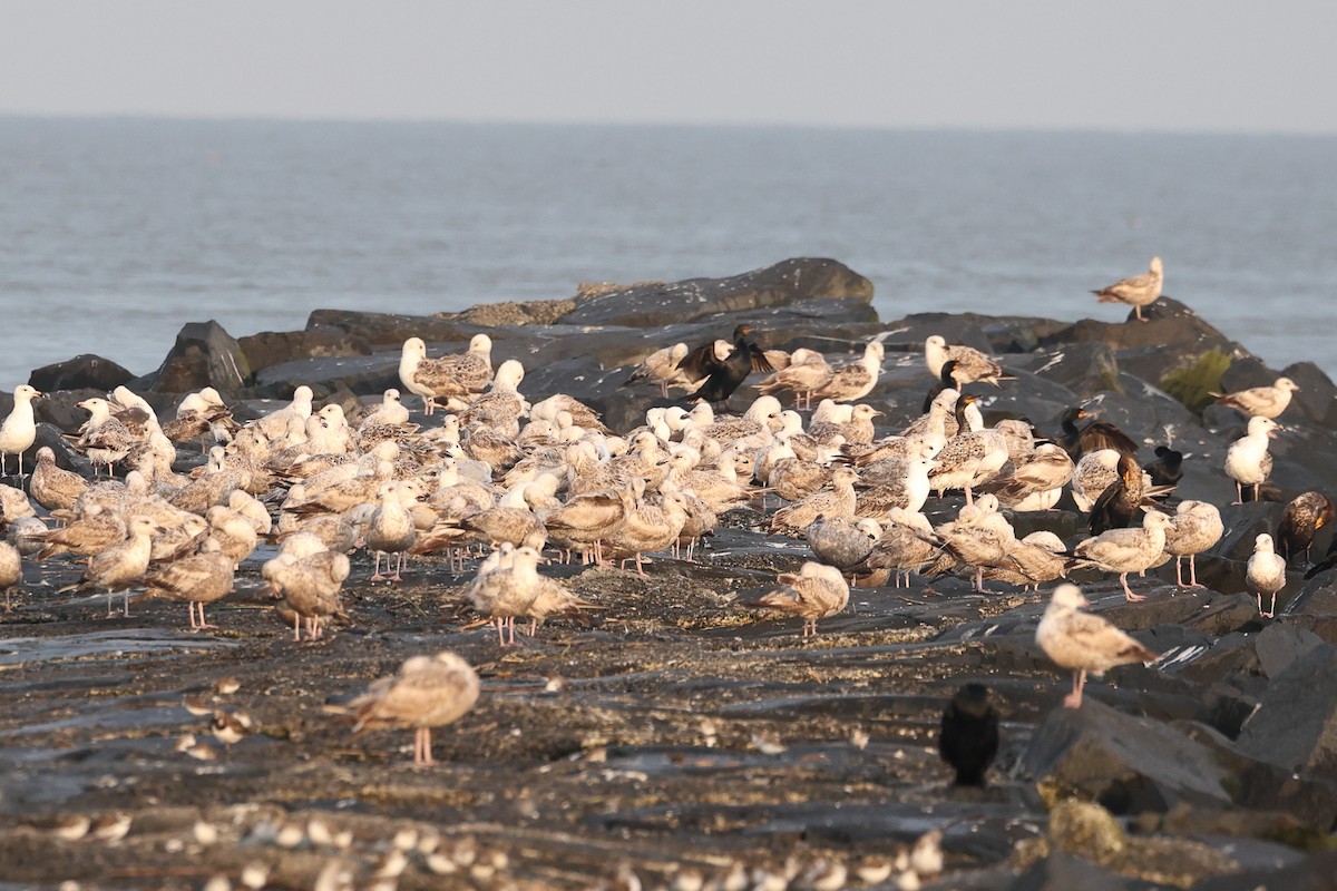 Herring Gull - Darcy Pinotti