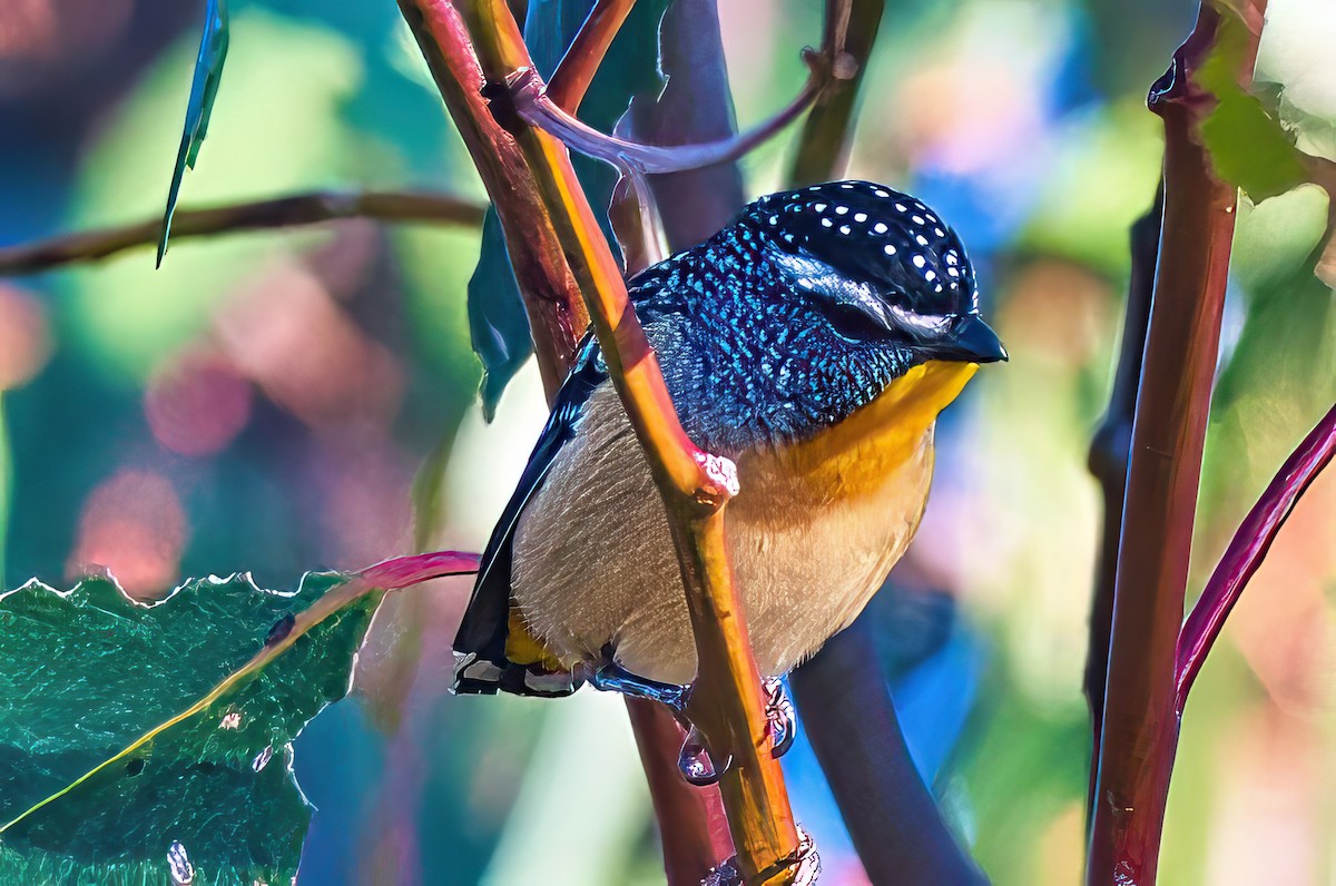 Pardalote pointillé (punctatus) - ML619609214