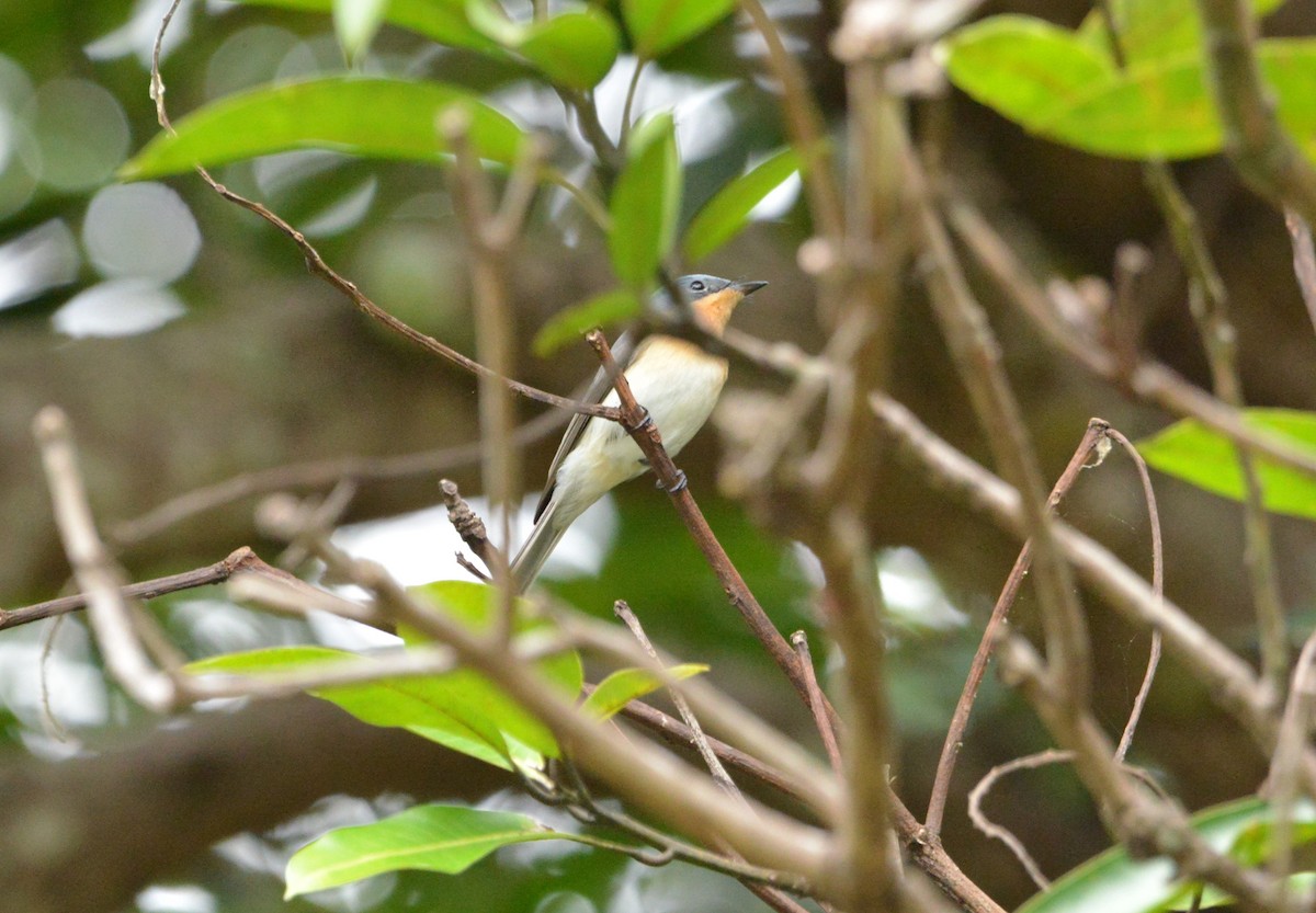 Leaden Flycatcher - Monica Mesch