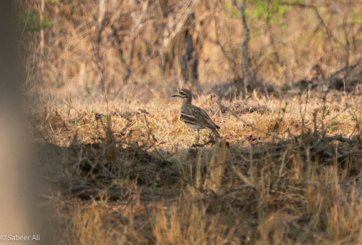 Indian Thick-knee - sabeer ali