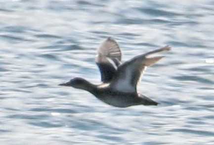 Garganey - Jason Wilder