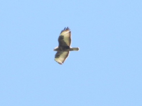 Common Buzzard - Ivan V