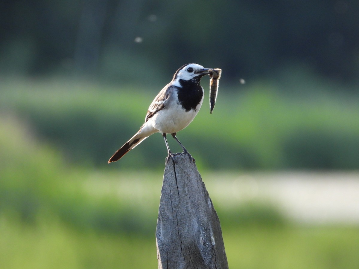 White Wagtail - Agus Munoraharjo