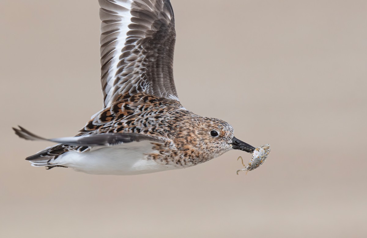 Sanderling - Ronnie d'Entremont